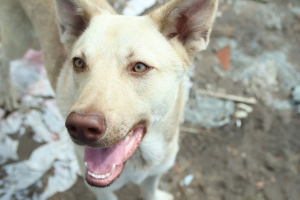 В Амурском поселке Омска стая бездомных собак атаковала детскую площадку
